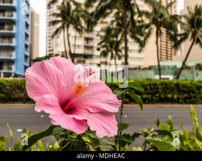Hibiskus, die Blume von Hawaii, blühende neben Ala Mona Boulevard, Waikiki, Honolulu, Oahu, Hawaii, Vereinigte Staaten von Amerika Stockfoto