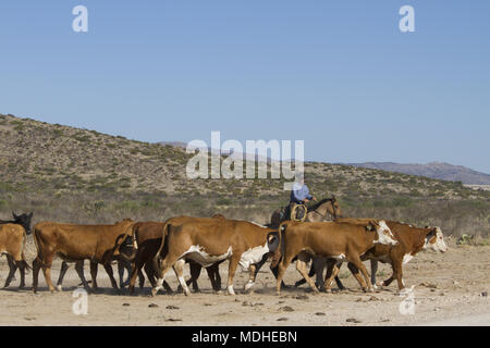 Cowboy Rinder arbeiten während einer Runde auf einem West Texas Ranch Stockfoto