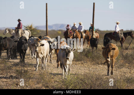 Cowboys fahren Vieh auf der West Texas Ranch am Ende einer Runde-up-Tag Stockfoto