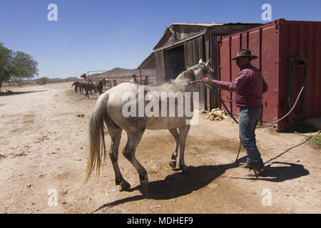 Cowboy waschen sein Pferd am Ende des Tages verbrachte Aufrunden Rinder Stockfoto