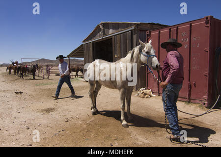 Cowboy waschen sein Pferd am Ende des Tages verbrachte Aufrunden Rinder Stockfoto