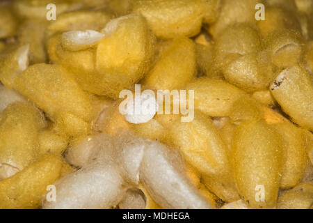 Kokons der Larven des Maulbeerbaumes silkworm an der Maulbeerseide Farm, Ban Li; Xiangkhouang, Laos Stockfoto