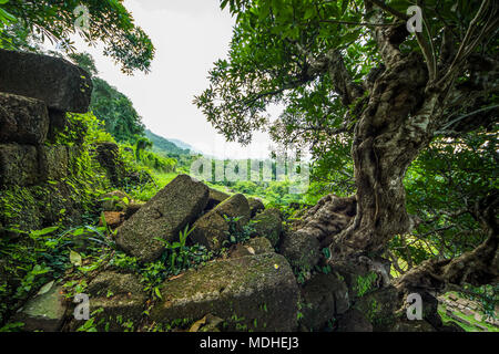 Baum wächst aus den Ruinen in der Vat Phou Tempel komplex; Champasak, Laos Stockfoto