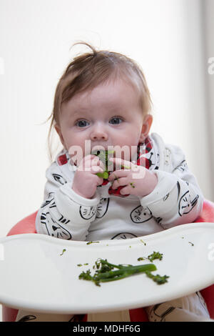 6 Monate altes Baby Mädchen Baby führte Entwöhnung Stockfoto