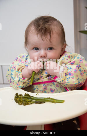 Baby LED Entwöhnung 6 Monate alt essen Broccoli Tenderstems Stockfoto