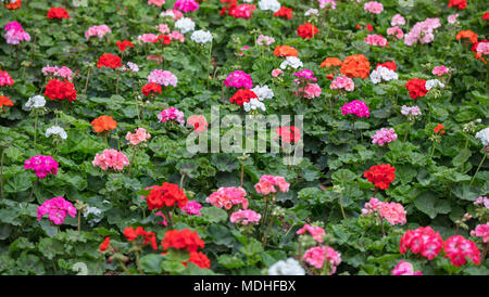 Rosa und Rot bloomimg Geranien (Pelargonien) Hintergrund Stockfoto