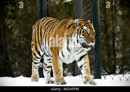 Bengal Tiger Pose auf der schönen Winterlandschaft. Große tiger Bild auf dem schönen Hintergrund. Portrait von Bengal Tiger. Tiger wandern. Stockfoto