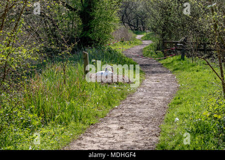 Swan sitzen auf seinem Nest am Holz Mühle Wild Life Trust Stockfoto