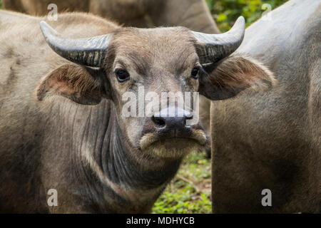 Nahaufnahme der Wasserbüffel (Bubalus bubalis"); Nongpet, Xiangkhouang, Laos Stockfoto