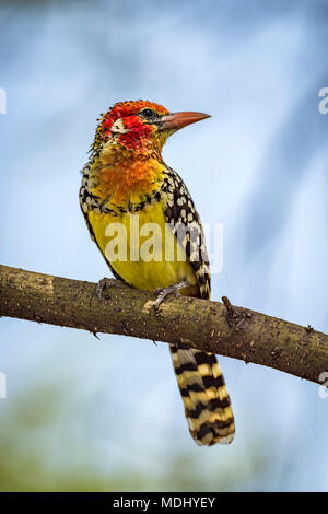 Rot-gelbe Barbet (Trachyphonus erythrocephalus) auf Zweig mit Kopf; Tansania Stockfoto