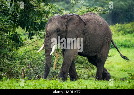 Afrikanischer Elefant (Loxodonta africana) an Acacia im Clearing, Ngorongoro Krater, Tansania Stockfoto