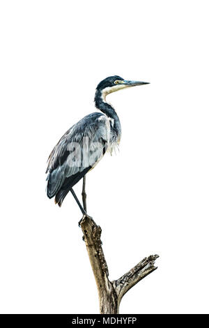 Der Schwarzkopfreiher (Ardea melanocephala) steht im Profil auf einem gekräuselten Baumstumpf vor einem wolkigen, weißen Himmel. Es hat schwarze und gelbe Augen, ein ... Stockfoto