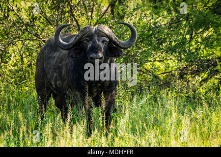 Kaffernbüffel (Syncerus Caffer) auf die Kamera von grünen Büschen, Serengeti National Park, Tansania Stockfoto