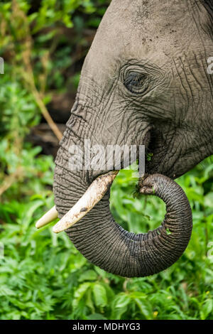 Nahaufnahme des Afrikanischen Elefanten (Loxodonta africana) mit gewelltem Amtsleitung in Mund, Ngorongoro Krater, Tansania Stockfoto