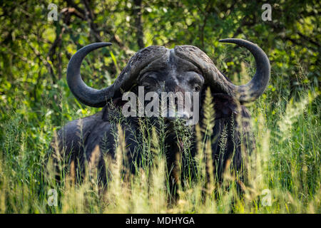 Kaffernbüffel (Syncerus Caffer) die Kamera liegt im belaubten Büsche, Serengeti National Park, Tansania Stockfoto