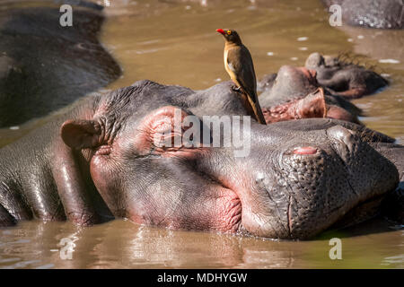 Close-up Flusspferd (hippopotamus amphibius) mit einem Red-billed oxpecker (Buphagus erythrorhynchus) auf dem Kopf, Serengeti National Park Stockfoto