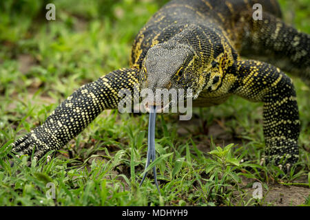 Nahaufnahme der Waran (Varanus varius) Mit herausgestreckter Zunge, Tarangire Nationalpark, Tansania Stockfoto