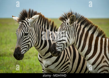 In der Nähe von zwei Ebenen Zebras (Equus quagga) stehen nebeneinander, Ngorongoro Krater, Tansania Stockfoto