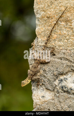 Weibliche Agama Lizard (Agama mwanzae) auf felsigen Wand festhalten, Serengeti National Park, Tansania Stockfoto