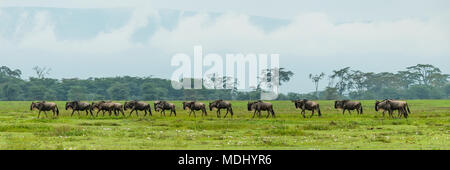 Linie der Weiß-bärtigen Gnus (connochaetes Taurinus) Kreuz, grünen Wiese, Ngorongoro Krater, Tansania Stockfoto