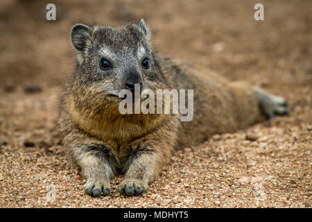 Klippschliefer (Procavia capensis) liegen die Kamera auf Schotter, Serengeti National Park, Tansania Stockfoto