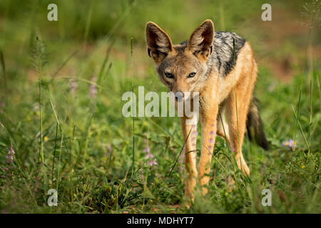 Silber-backed Jackal (Canis mesomelas) steht in der Sonne unter den Blumen, Serengeti National Park, Tansania Stockfoto