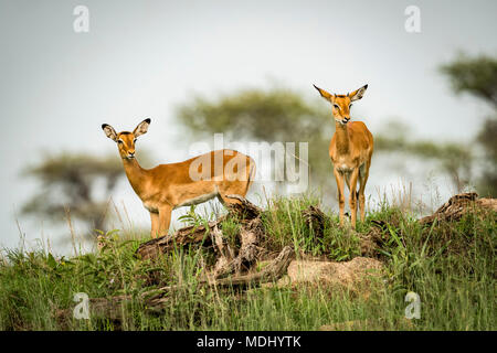 Zwei weibliche Impalas (Aepyceros melampus) von Ridge suchen, Serengeti National Park, Tansania Stockfoto