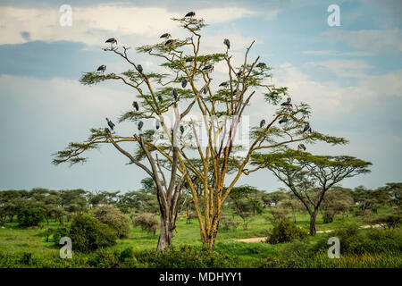 Herde von marabou Störche (Leptoptilos crumenifer) im Baum gehockt, Serengeti National Park, Tansania Stockfoto