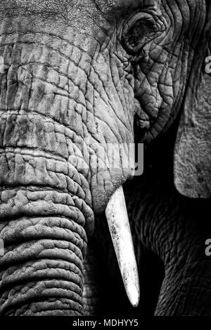 Ein Afrikanischer Elefant (Loxodonta africana) starrt auf die Kamera, zeigt seine faltige Haut, lange Stamm und linken Auge und Lumb, Ngorongoro Krater Stockfoto