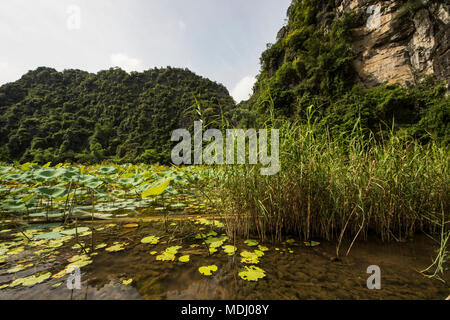 Seerosen (Nymphaeaceae) im Ngo-Dong Fluss durch Kalkstein Karst Bergen umgeben; Tam Coc, Ninh Binh, Vietnam Stockfoto
