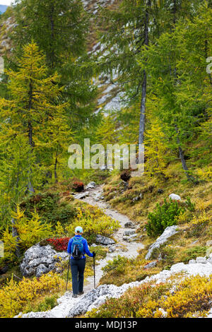 Weibliche Wanderer entlang alpine Trail mit Farben des Herbstes; Sesto, Bozen, Italien Stockfoto