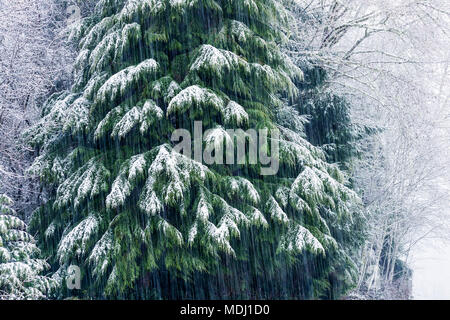 Schnee fällt auf einen Western Red Cedar (Thuja plicata), Astoria, Oregon, Vereinigte Staaten von Amerika Stockfoto