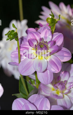 'Twilight' Seerose Dahlia, Näckrosblommiga Gruppen (Dahlia x Hortensis) Stockfoto