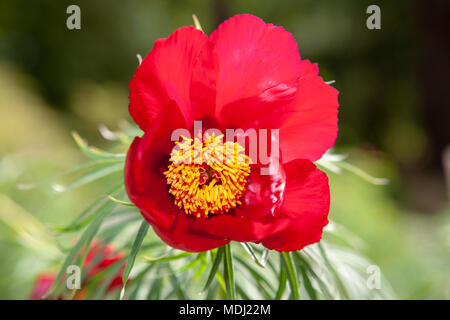 Pfingstrose, fernleaf Dillpion (Paeonia Tenuifolia) Stockfoto