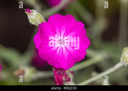 Rose Campion, Purpurklätt (Silene coronaria) Stockfoto