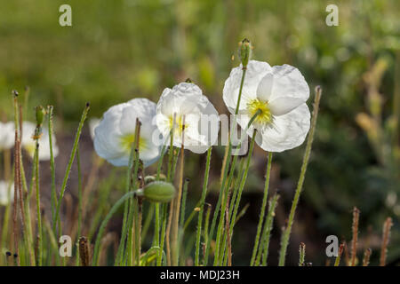 Alpine Poppy, Alpvallmo (Papaver alpinum) Stockfoto