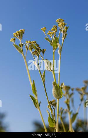 Minze Geranie, Balsamblad (Tanacetum balsamita) Stockfoto