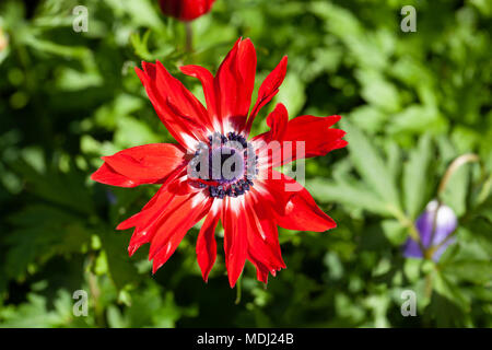 T'S. Brigid' Poppy Anemone, Bukettanemon (Anemone coronaria) Stockfoto