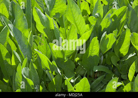 Minze Geranie, Balsamblad (Tanacetum balsamita) Stockfoto