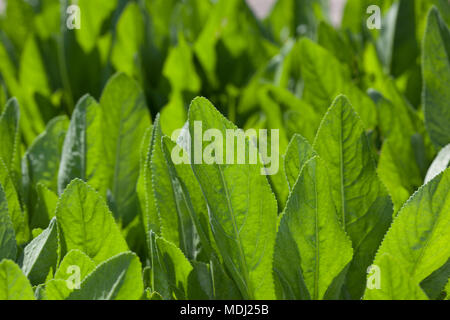 Minze Geranie, Balsamblad (Tanacetum balsamita) Stockfoto