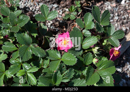 Der Jordgubbe tickbowli' Erdbeere (Fragaria x rosea) Stockfoto