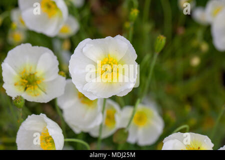 Alpine Poppy, Alpvallmo (Papaver alpinum) Stockfoto