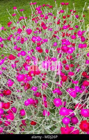 Rose Campion, Purpurklätt (Silene coronaria) Stockfoto