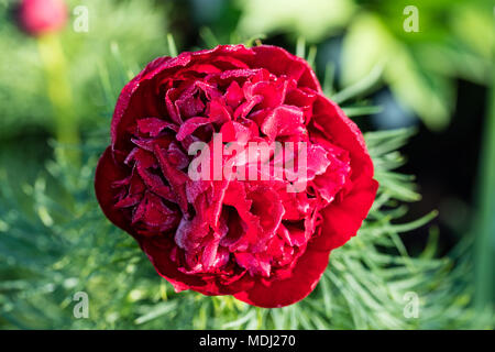 'Plena' doppelte Fernleaf Pfingstrose, Dillpion (Paeonia Tenuifolia) Stockfoto