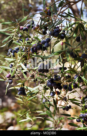 Schwarze Oliven Obst am wilden Olivenbaum (Olea europaea) Stockfoto