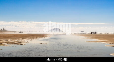 Leute angeln für Muscheln in Silhouette auf Papamoa Beach mit Mount Maunganui im Hintergrund im Querformat Stockfoto