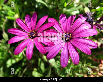 Violette Gänseblümchen, Dimorphotheca ecklonis. Stockfoto