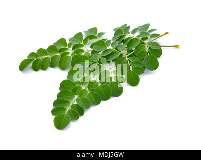 Moringa oleifera Blätter auf weißem Hintergrund Stockfoto