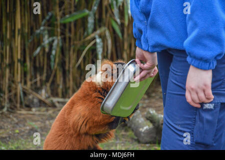 Zoowärter Feed den Roten Vari Lemuren der Artis Amsterdam Niederlande Stockfoto