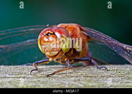 Eine gemeinsame Darter Libelle, eine der häufigsten Libellen in Europa und oft von Teichen und Seen gefunden, Aalen in der Sonne. Stockfoto